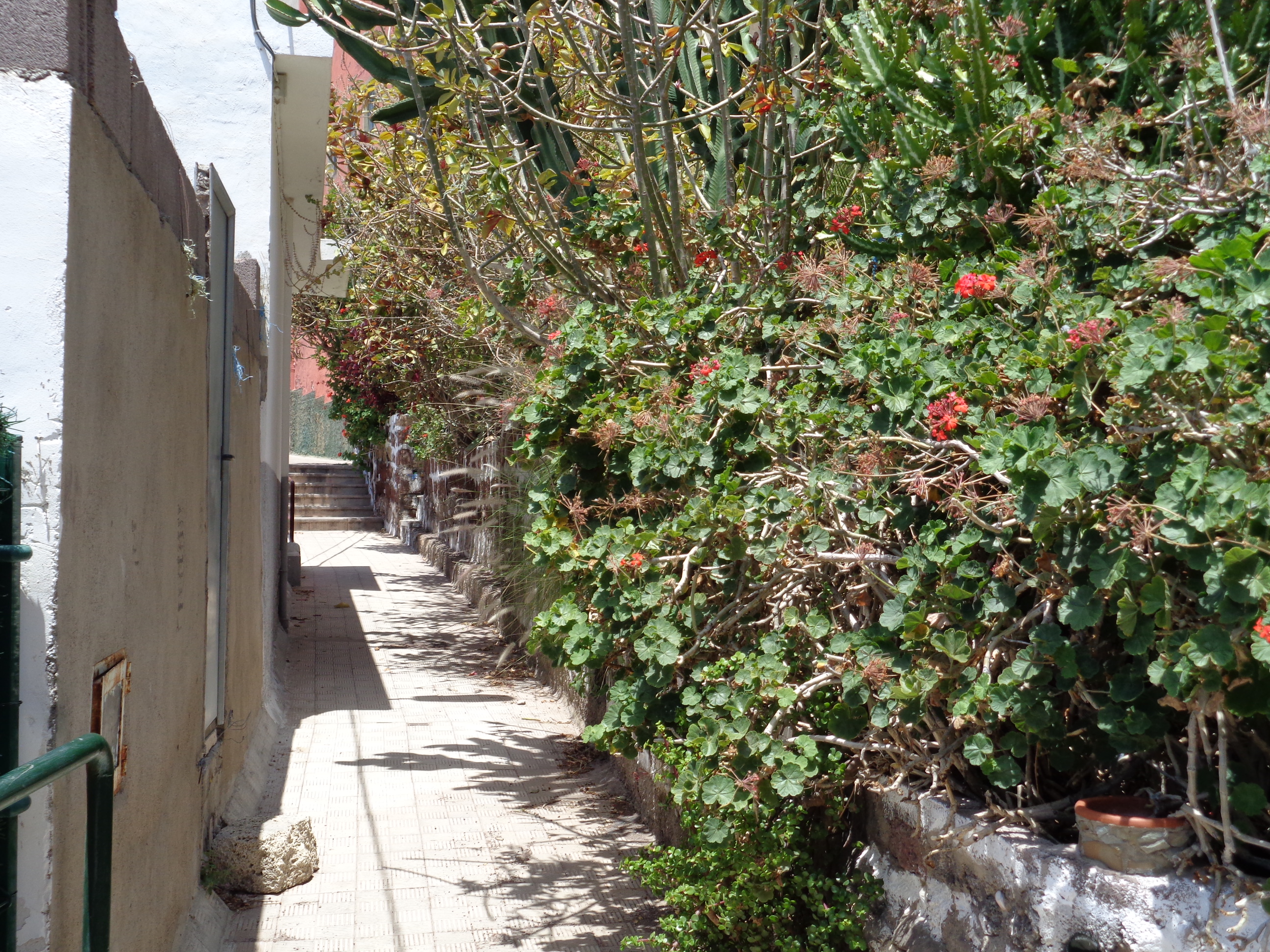 Fotografía de un jardín en la calle Atarjea Blanca en Barrio Nuevo