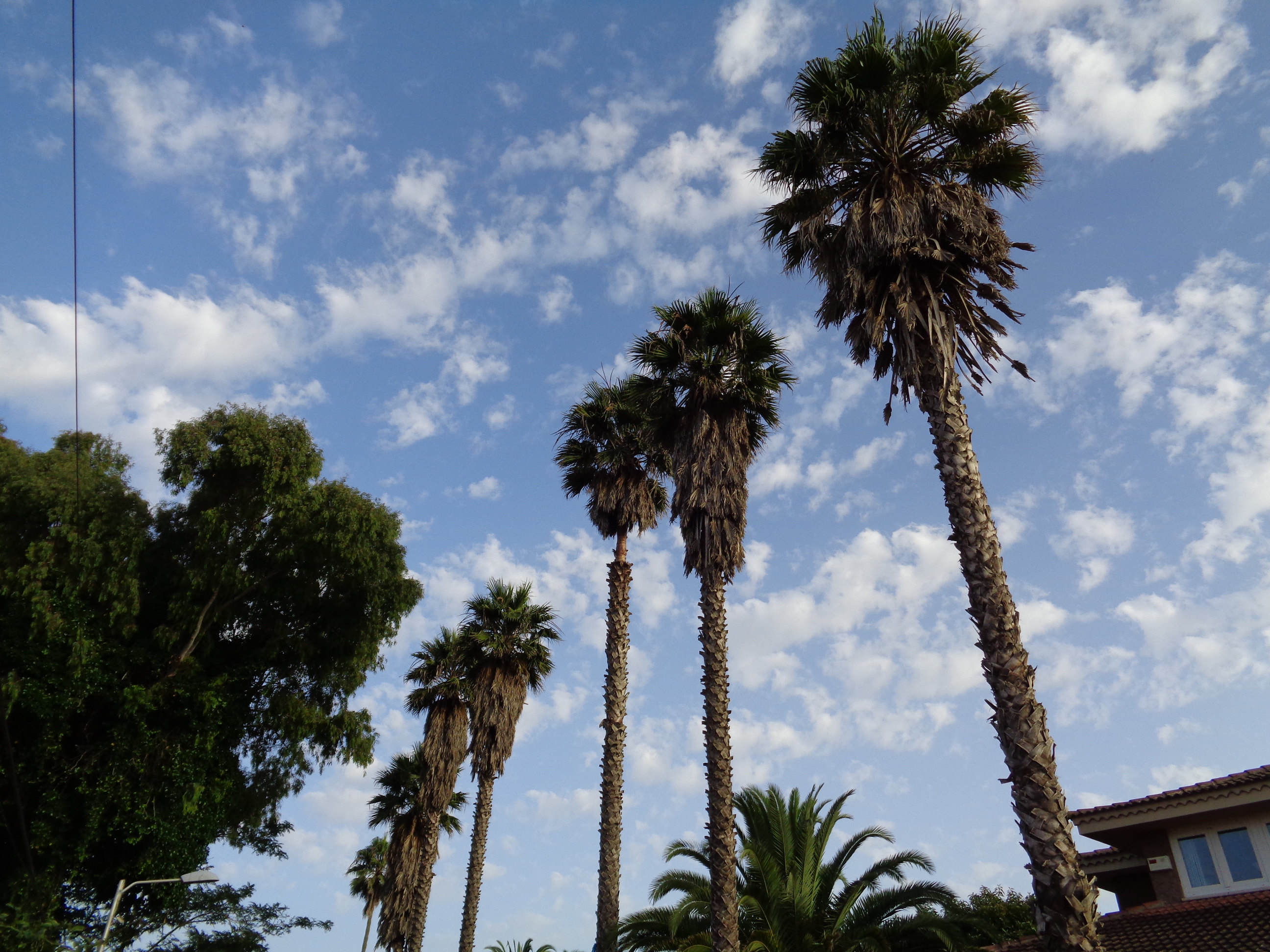 Fotografia de palmeras en Camino de Santa Rosa de Lima en Guamasa