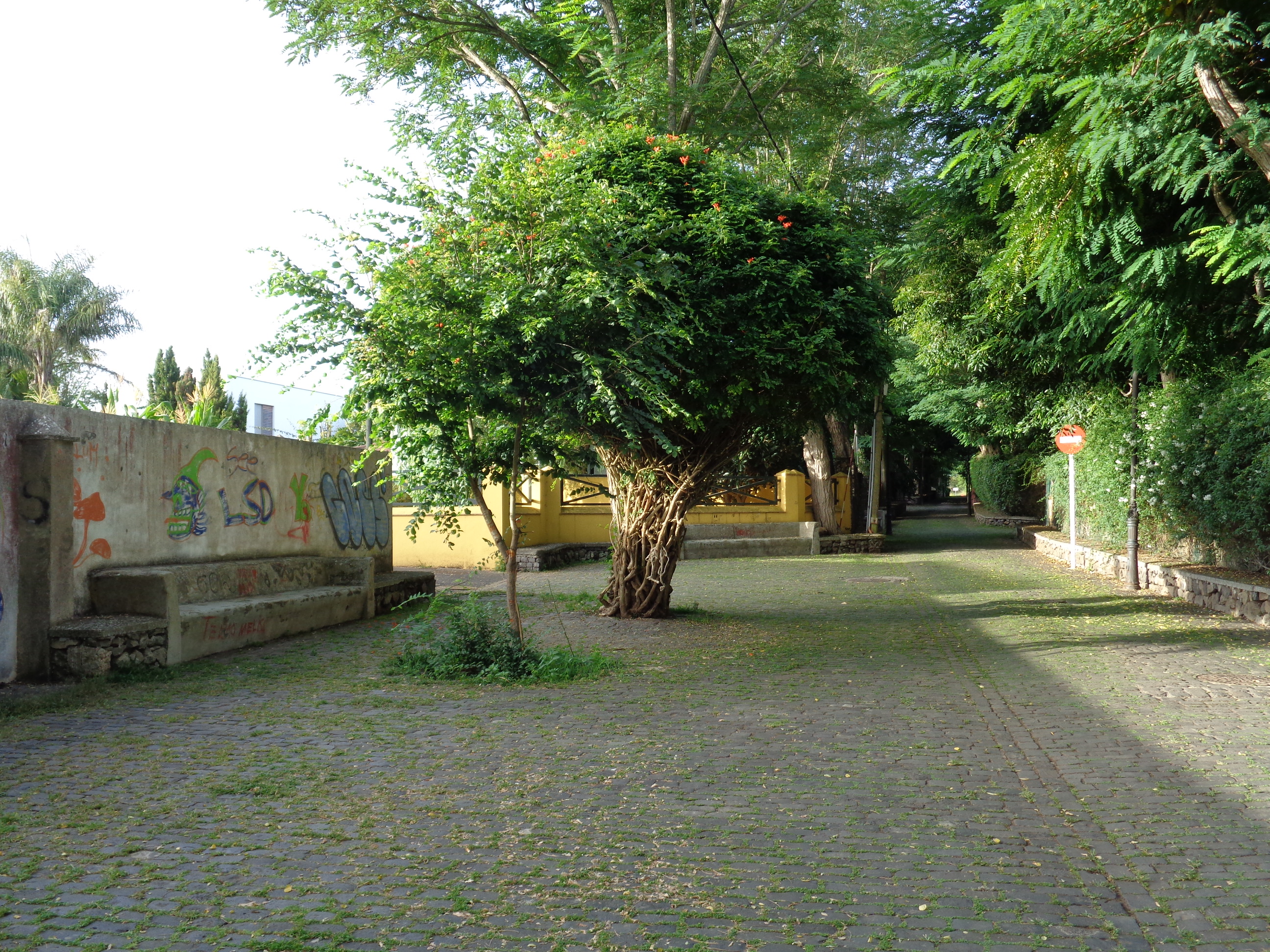 Fotografía del paseo de las Acacias en Guamasa