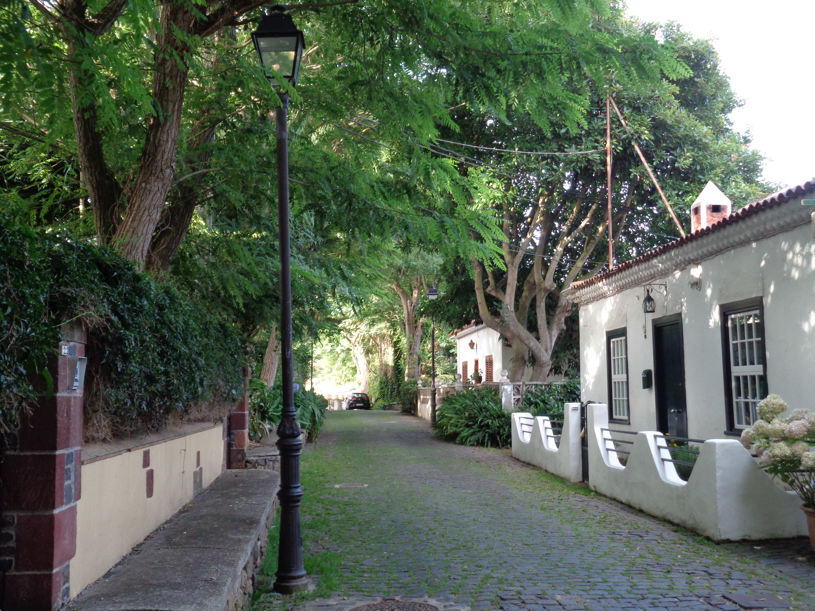 Fotografía del paseo de las Acacias en Guamasa