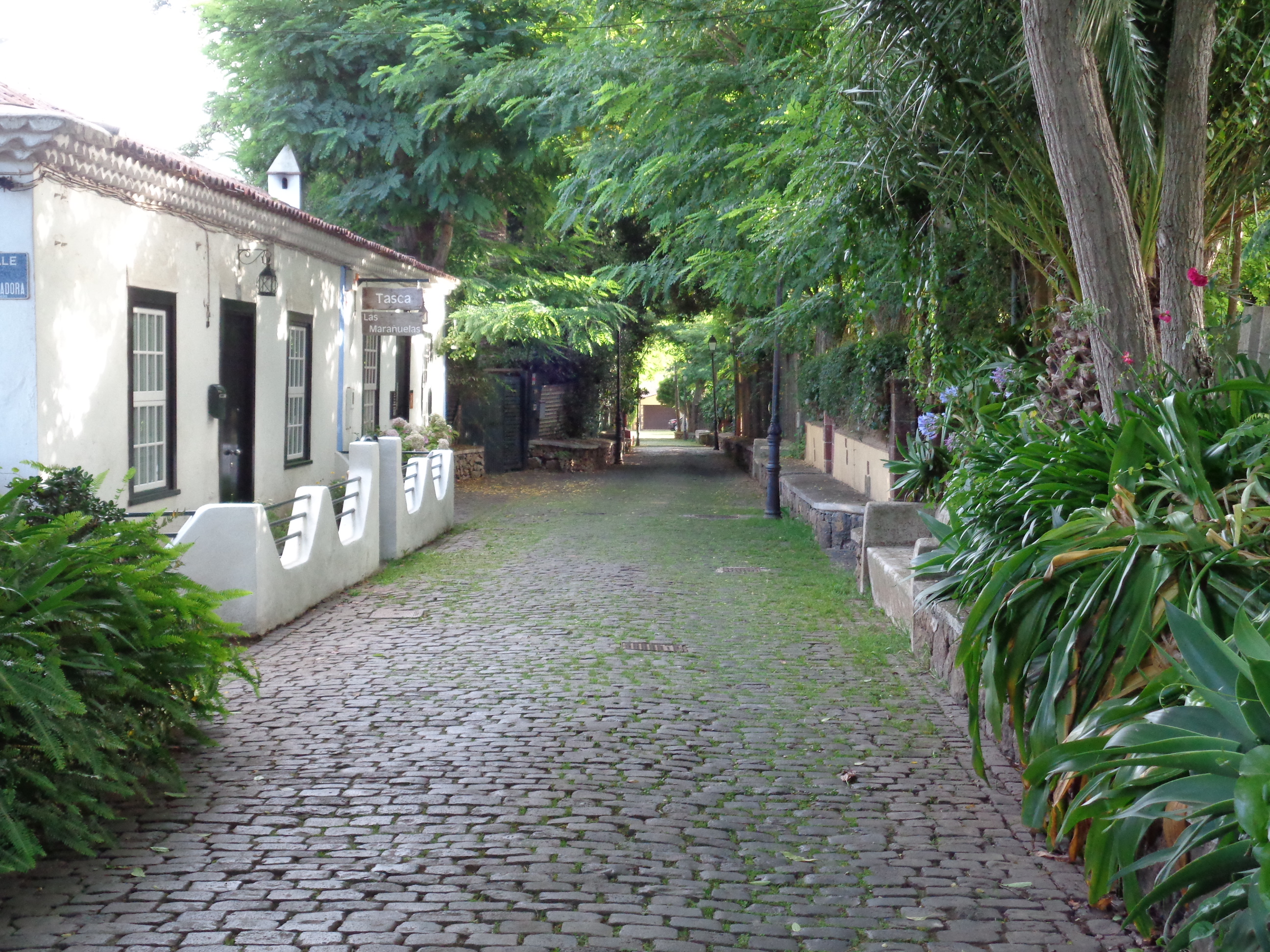Fotografía del paseo de las Acacias en Guamasa
